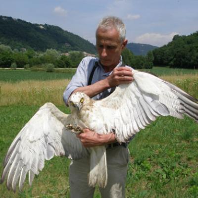 Bassanonet.it Il biancone Salomone