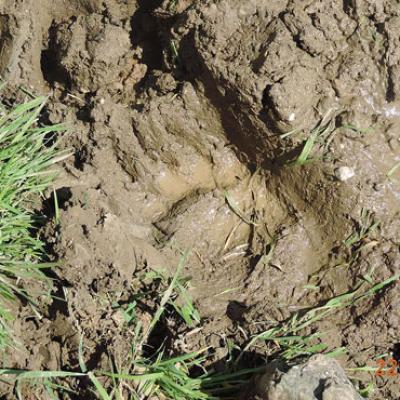 Bassanonet.it L'orso delle polemiche