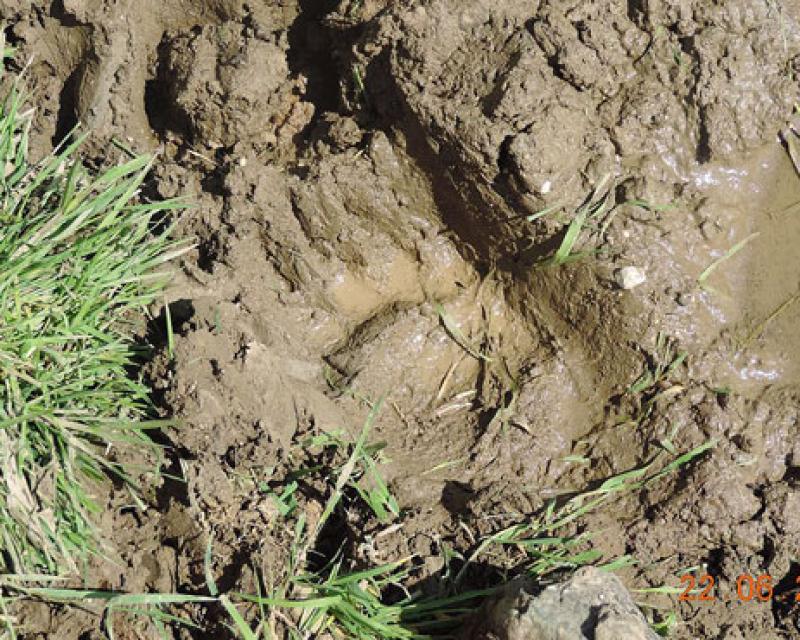 Bassanonet.it L'orso delle polemiche