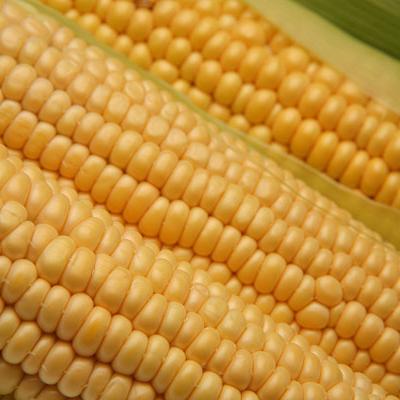 Bassanonet.it Questione di sovranità alimentare