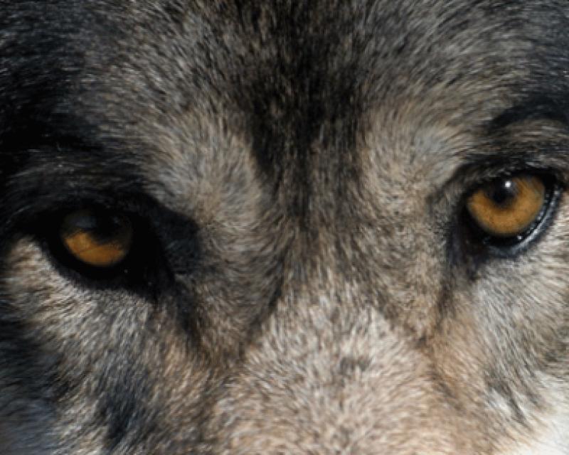 Bassanonet.it Predator