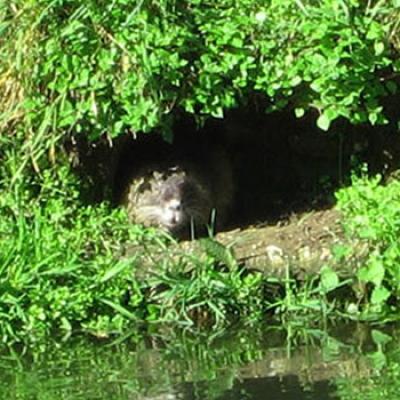 Bassanonet.it Wanted