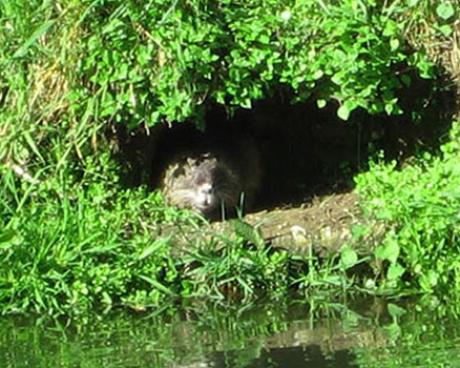 Bassanonet.it Wanted