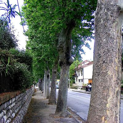 Bassanonet.it La politica dei tronchi