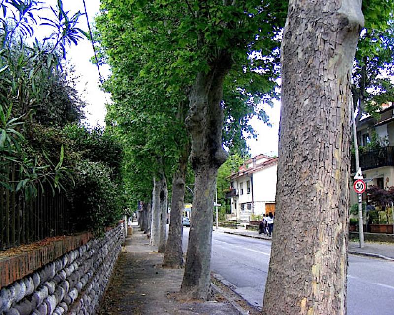 Bassanonet.it La politica dei tronchi