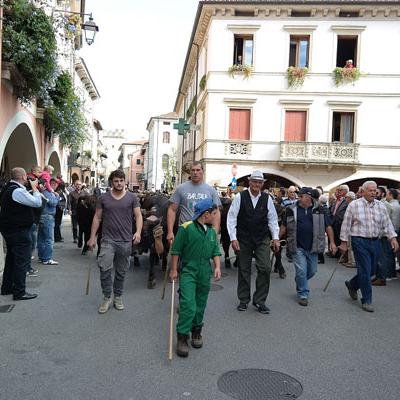 Bassanonet.it Marostica, le manze e le vacche