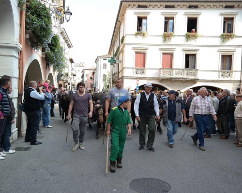 Bassanonet.it Marostica, le manze e le vacche