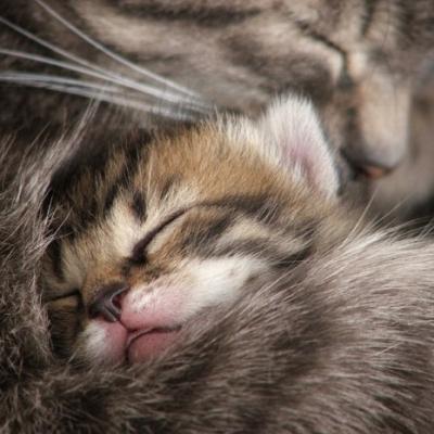 Bassanonet.it Mondo gatto!