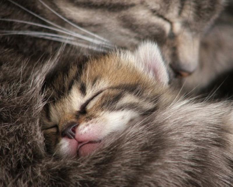 Bassanonet.it Mondo gatto!