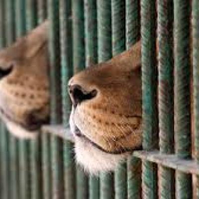 Bassanonet.it Niente animali, al circo