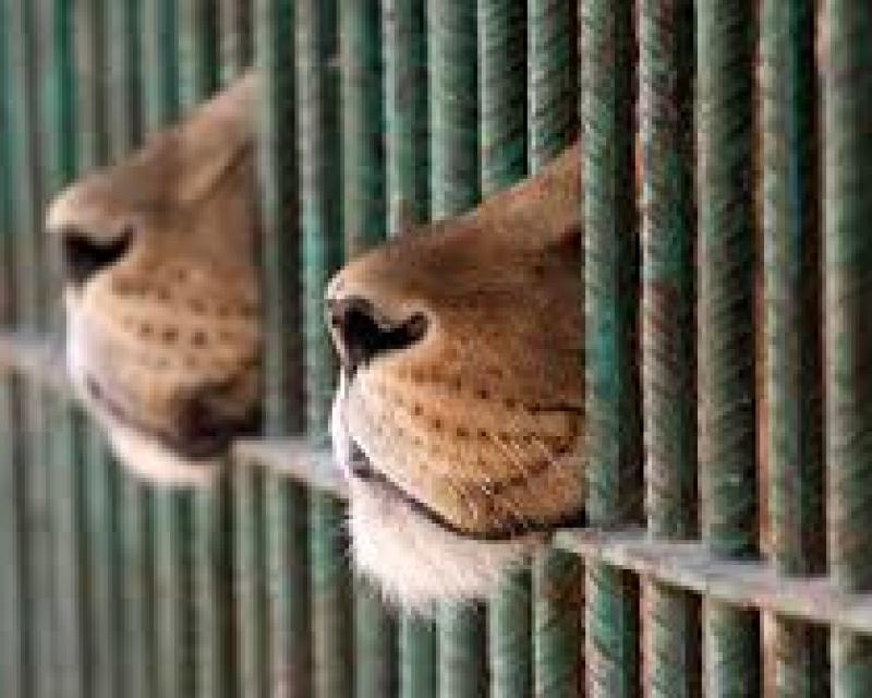 Bassanonet.it Niente animali, al circo