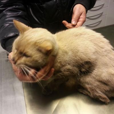 Bassanonet.it Operazione Hachi