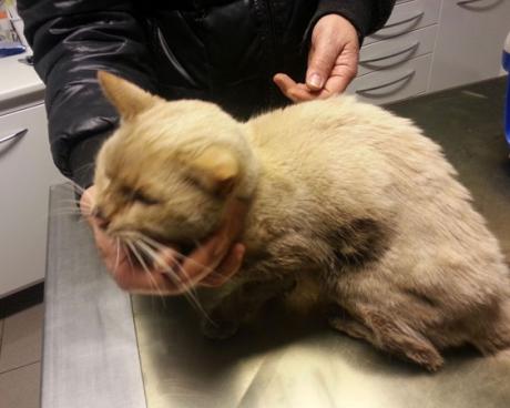 Bassanonet.it Operazione Hachi