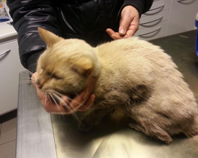 Bassanonet.it Operazione Hachi