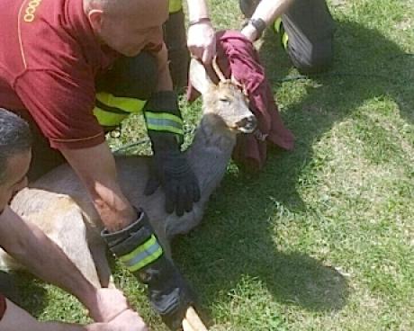 Bassanonet.it Operazione Bambi