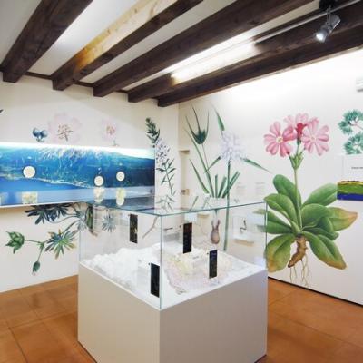 Bassanonet.it Una notte al Museo