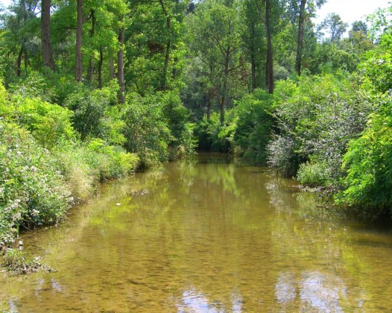 Bassanonet.it Ciak, per Filmambiente