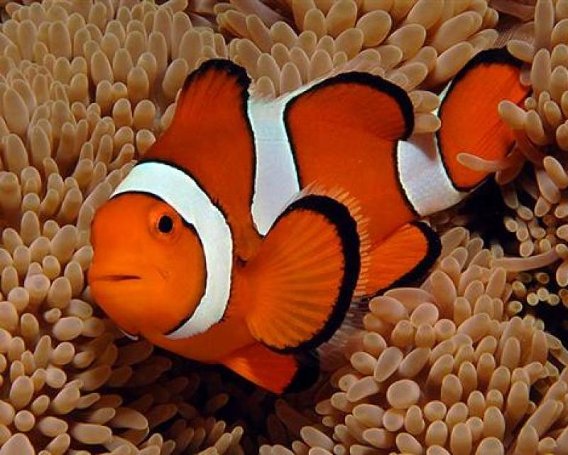 Bassanonet.it Temporary Fish