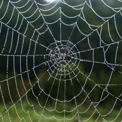 Bassanonet.it Come la seta