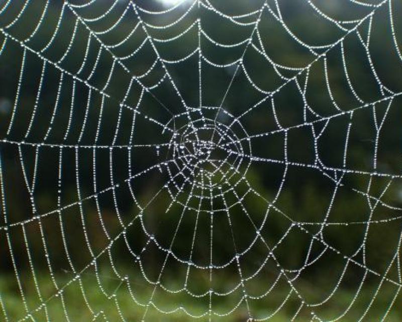 Bassanonet.it Come la seta