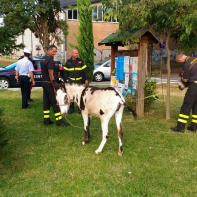 Bassanonet.it Asini…al Centro Studi