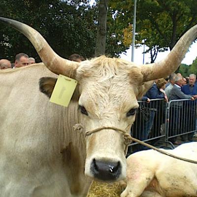 Bassanonet.it Game Over