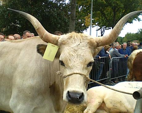 Bassanonet.it Game Over