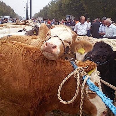 Bassanonet.it Fifa blu