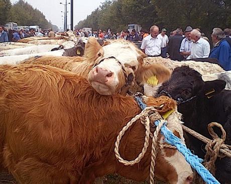 Bassanonet.it Fifa blu