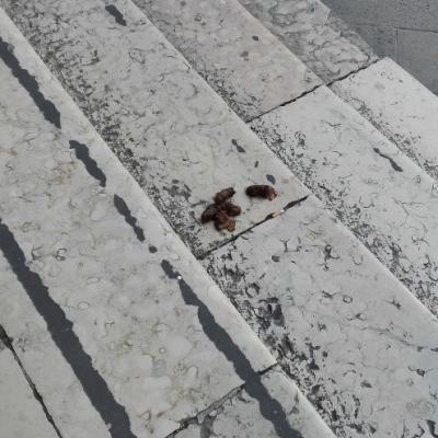 Bassanonet.it Fin che la cacca va