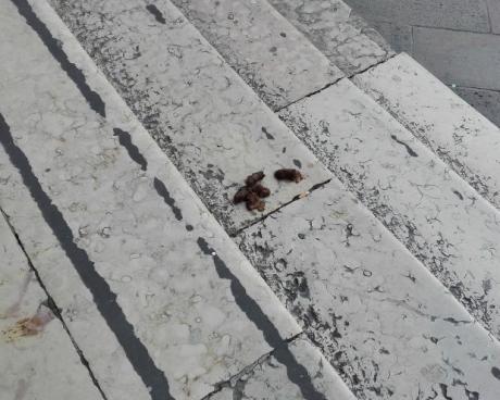 Bassanonet.it Fin che la cacca va