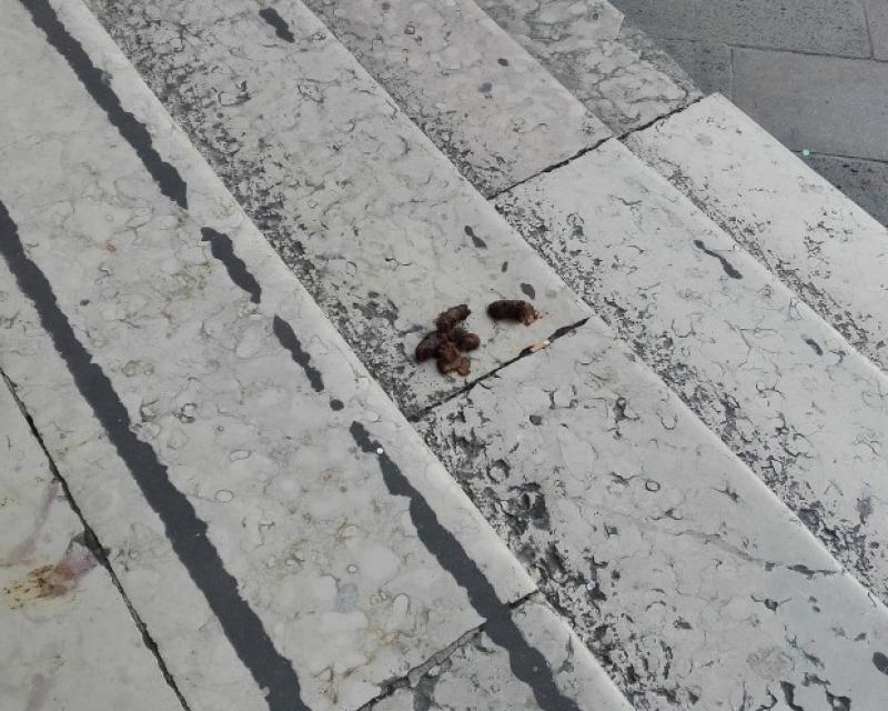 Bassanonet.it Fin che la cacca va