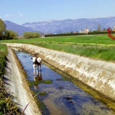 Bassanonet.it Bassano-Rosà: Vigili del Fuoco, “Operazione Mucca”