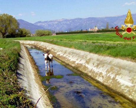 Bassanonet.it Bassano-Rosà: Vigili del Fuoco, “Operazione Mucca”