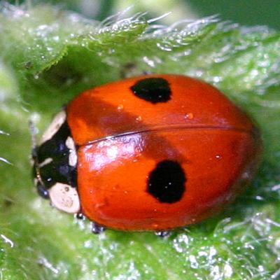 Bassanonet.it Natural Born Killers