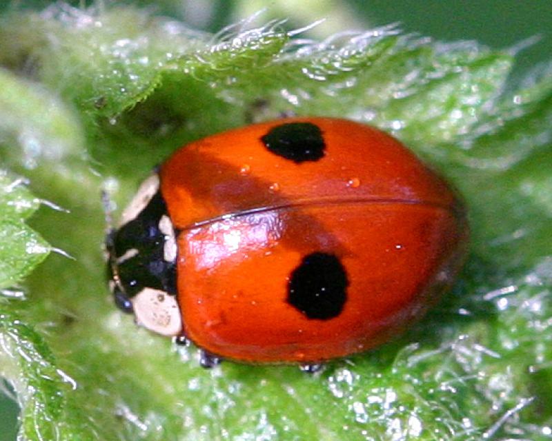 Bassanonet.it Natural Born Killers