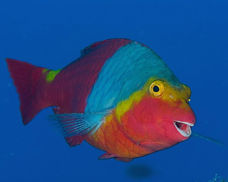 Bassanonet.it Un Pesce in destra Brenta