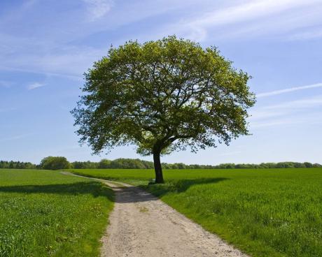 Bassanonet.it Sugli alberi