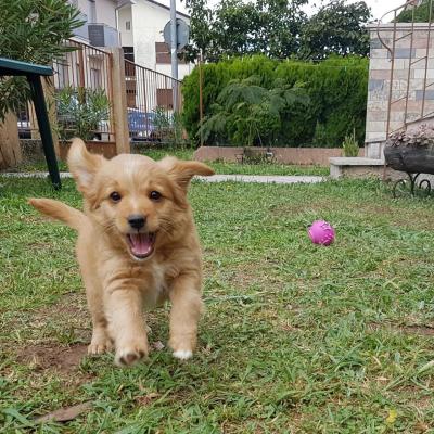 Bassanonet.it Piacere, sono il cane!