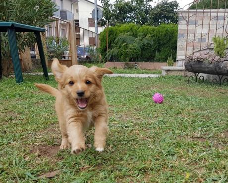 Bassanonet.it Piacere, sono il cane!