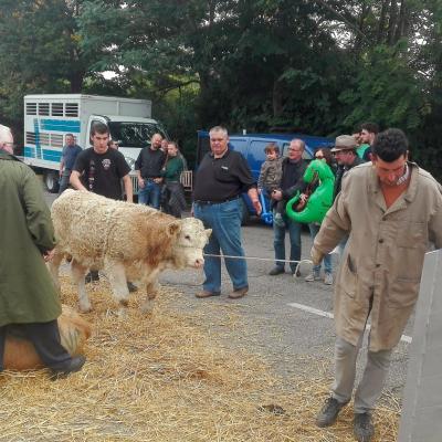 Bassanonet.it Urban Cowboys