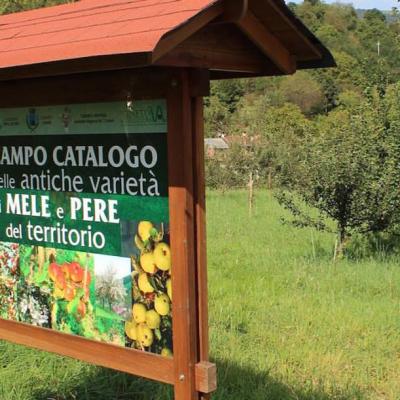 Bassanonet.it Amici di Pomo Pero