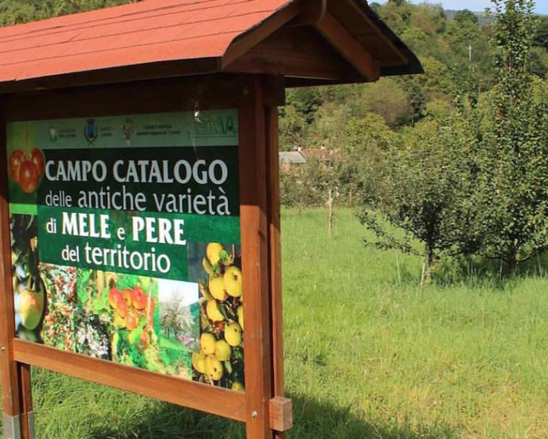 Bassanonet.it Amici di Pomo Pero