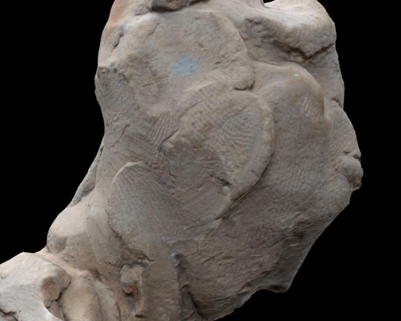 Bassanonet.it L'impronta digitale