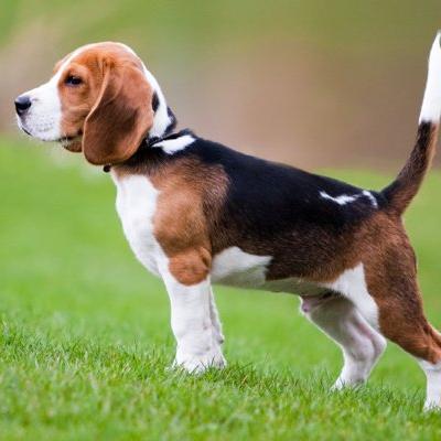 Bassanonet.it Morte da cani