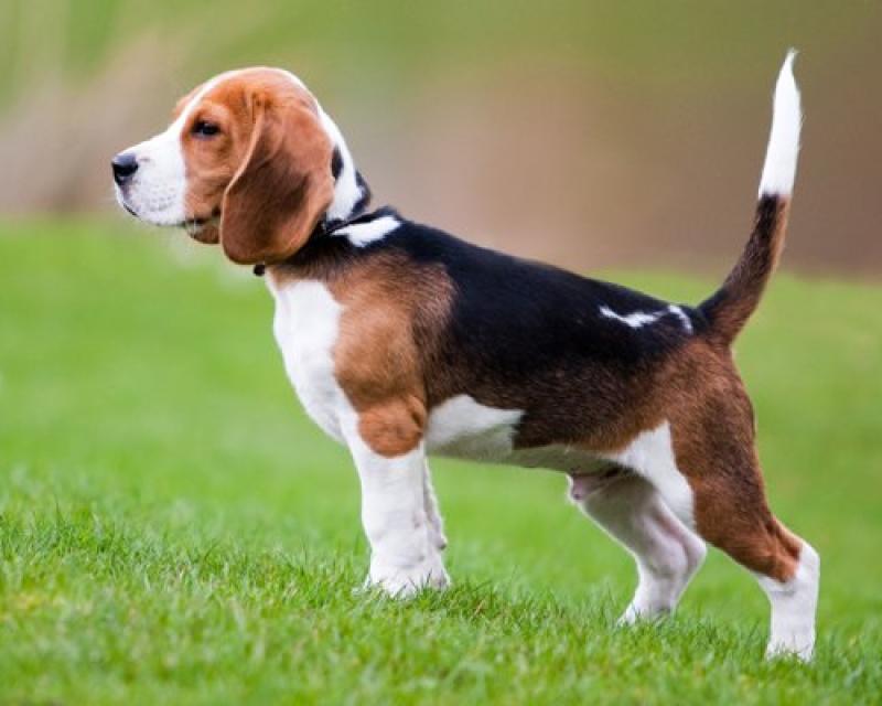 Bassanonet.it Morte da cani