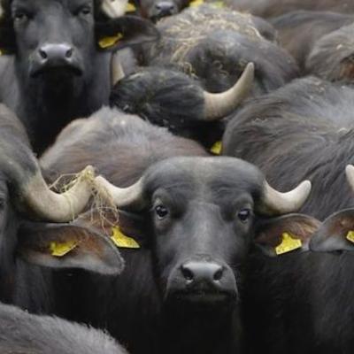 Bassanonet.it Mozzarella di bufala