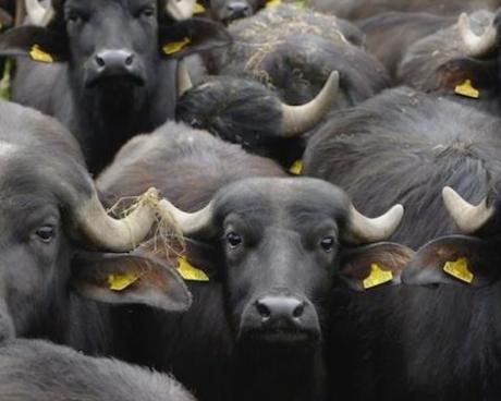 Bassanonet.it Mozzarella di bufala