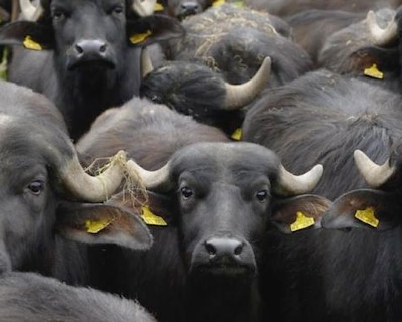 Bassanonet.it Mozzarella di bufala