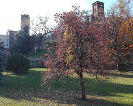 Bassanonet.it Piccolo Glossario Bassanese